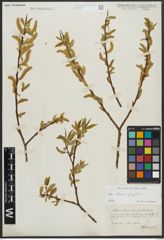 Foto von Salix alba L. x Salix fragilis L.